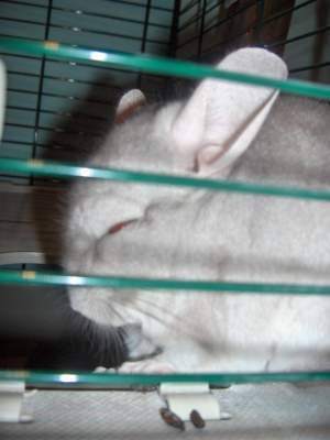 Chinchilla Picture - Spaceman